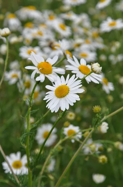 Camomiles — Stock Photo, Image