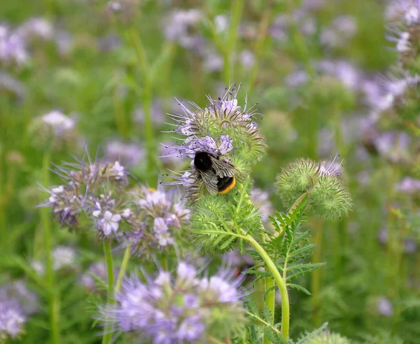 Bumblebee on Lucerne — Stock Photo, Image