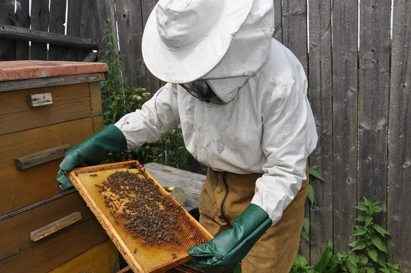 La colmena con abejas — Foto de Stock