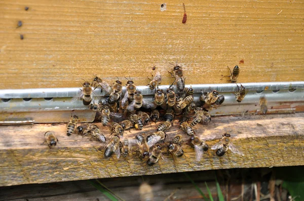 Un montón de abejas en una colmena —  Fotos de Stock
