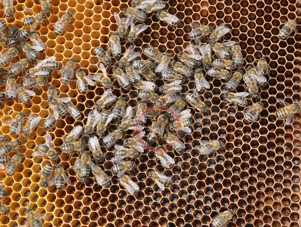 Včelí královna — Stock fotografie