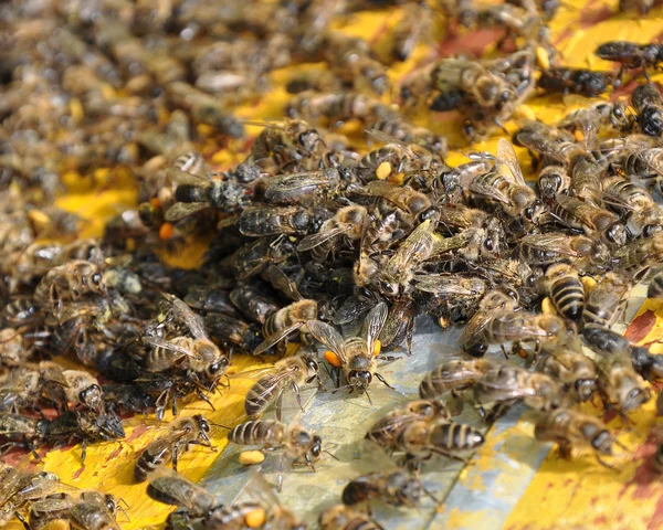 Un sacco con le api — Foto Stock
