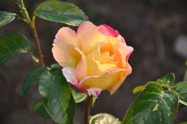 Rocío en una rosa — Foto de Stock