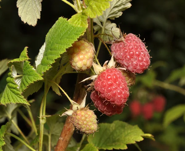 Raspberry fruits — Stock Photo, Image