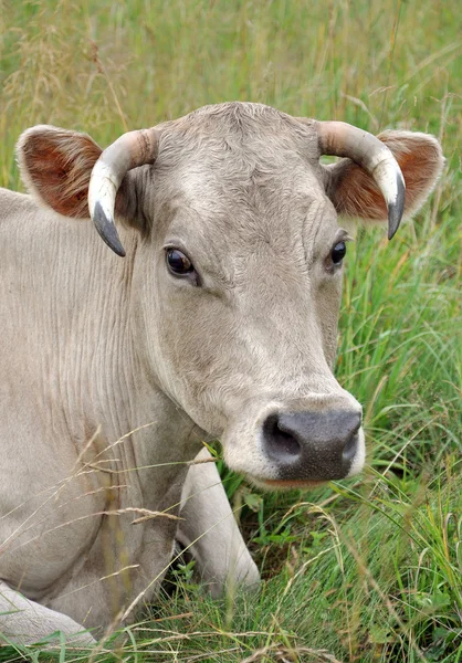 stock image The beige cow