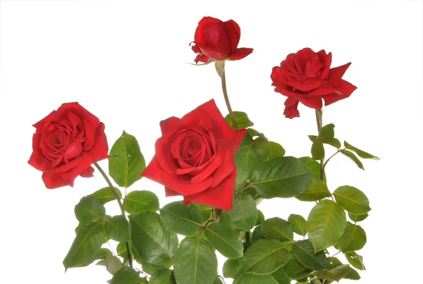 Røde roser – stockfoto
