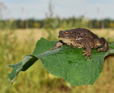 The toad sits on a leaf of a burdock clipart