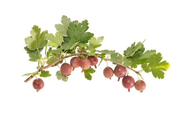 Bacche rosse di un'uva spina — Foto Stock
