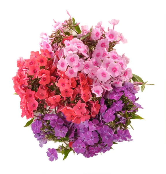 Bouquet of phloxes — Stock Photo, Image