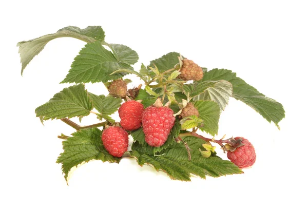 Branch of a raspberry — Stock Photo, Image