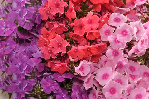 Flowers of phloxes — Stock Photo, Image