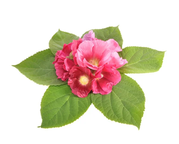 颜色大花葵的花束 — 图库照片