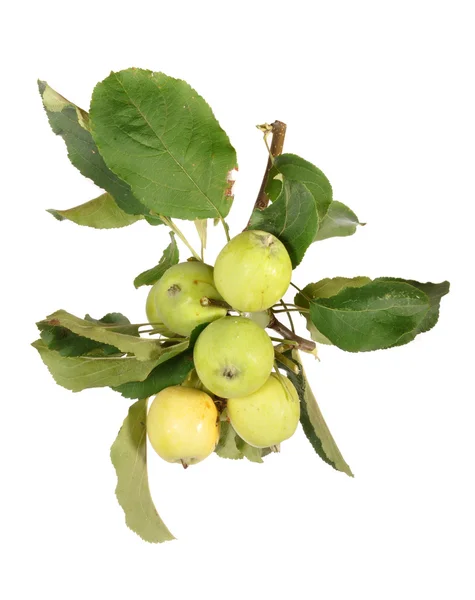 Apple-tree branch — Stock Photo, Image