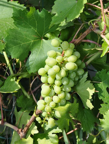Rama de uvas —  Fotos de Stock