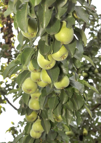 Pears hang on a branch — Stock Photo, Image