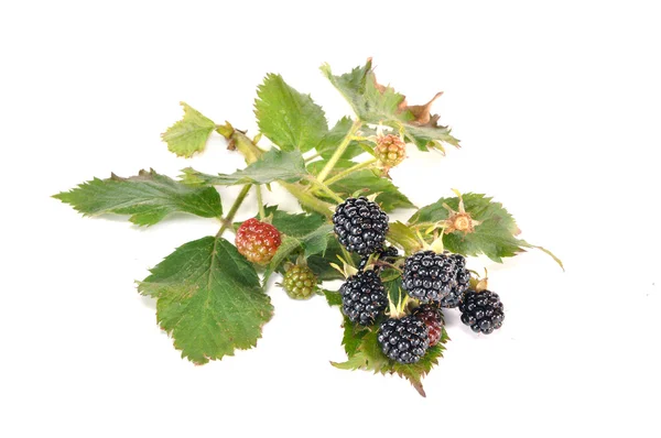 Berries a blackberry — Stock Photo, Image