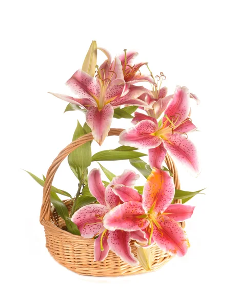 Lilies in a basket — Stock Photo, Image