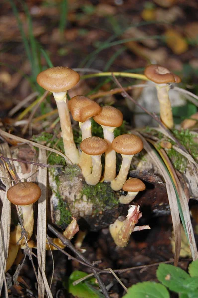 Mushrooms honey agarics — Stock Photo, Image
