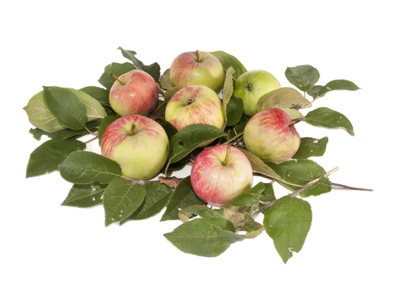 Apples on leaves — Stock Photo, Image