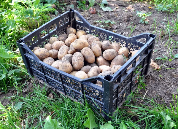 Pole z ziemniaków — Zdjęcie stockowe
