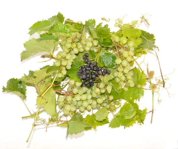 Raisins et frêne noir de montagne — Photo