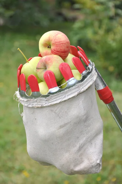 Apples in a bag for removal from a tree — Stock Photo, Image