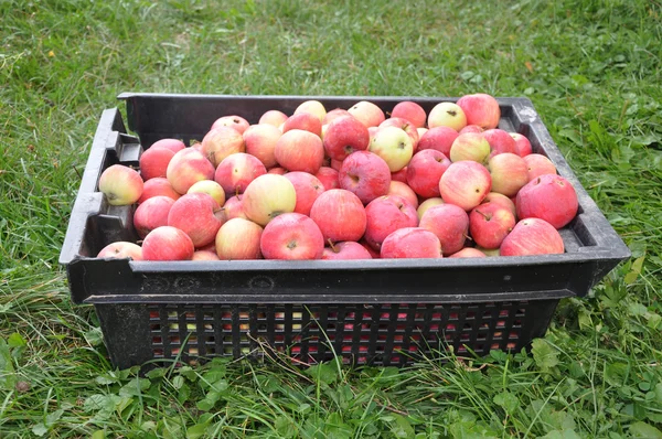 Apples in a black box — Stock Photo, Image