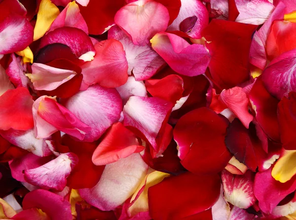 stock image Petals