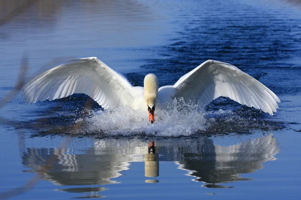 White swan on water — Stock Photo, Image