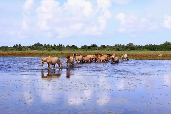 Grupa dzikich koni — Zdjęcie stockowe