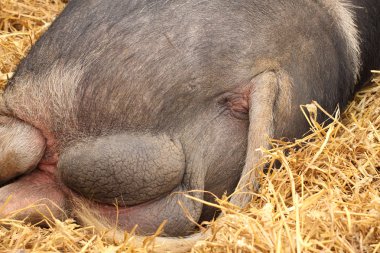 Rear view of a big pig and his testicles clipart