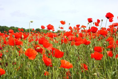 poppies bahar Fransa alanları