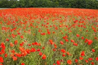 poppies bahar Fransa alanları