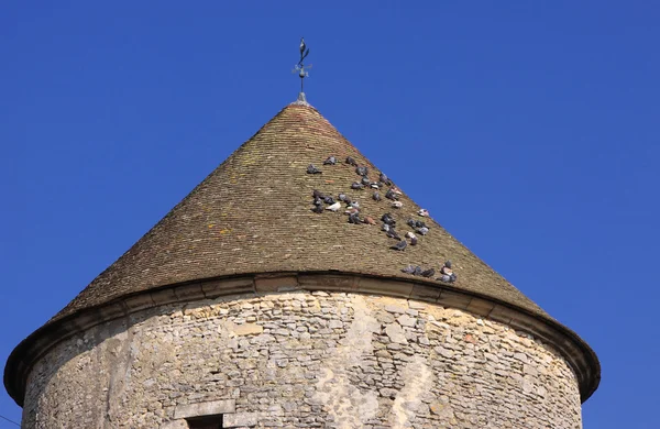 Güzel bir bahar gününde istirahat çatıda güvercin — Stok fotoğraf