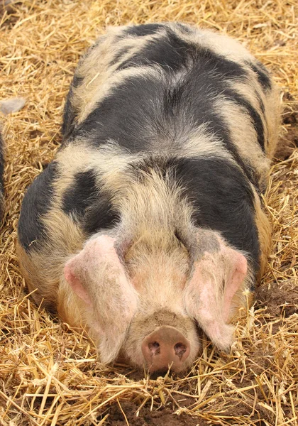 Primer plano de un cerdo muy grande rosa y negro — Foto de Stock