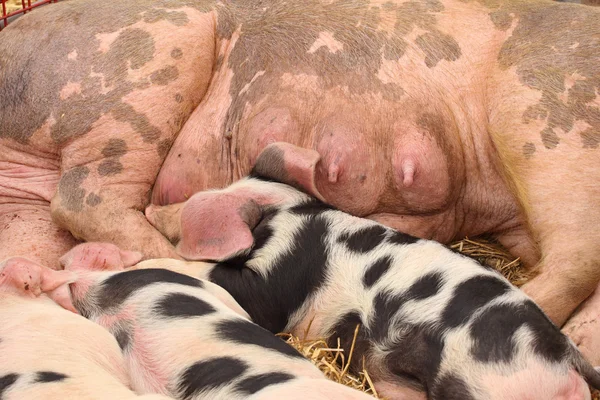 Saman üzerinde yalan annelerini emdikleri domuz yavruları — Stok fotoğraf