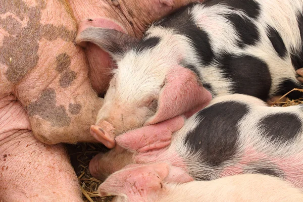 Saman üzerinde yalan annelerini emdikleri domuz yavruları — Stok fotoğraf