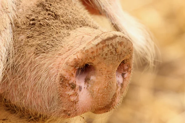 Primer plano de un cerdo muy grande rosa y negro — Foto de Stock