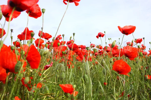 Poppies bahar Fransa alanları — Stok fotoğraf