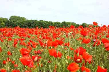 poppies bahar Fransa alanları