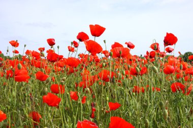 poppies bahar Fransa alanları