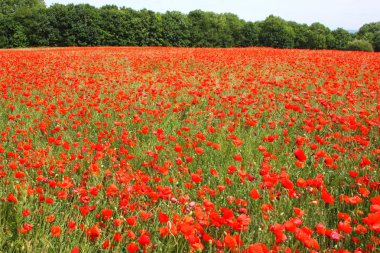 poppies bahar Fransa alanları