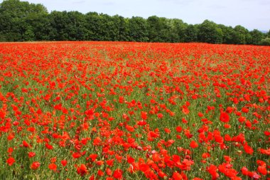 poppies bahar Fransa alanları