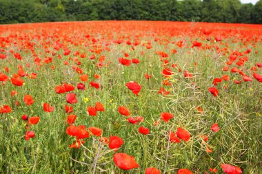 poppies bahar Fransa alanları