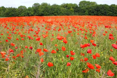 poppies bahar Fransa alanları