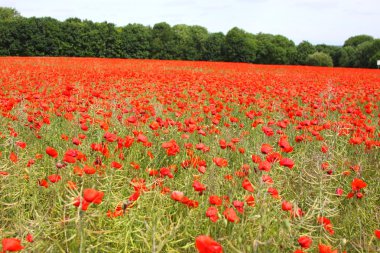 poppies bahar Fransa alanları