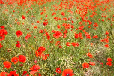 poppies bahar Fransa alanları