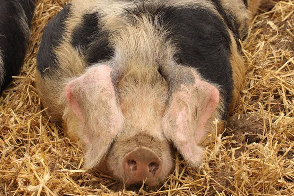 Bliska bardzo duża świnia różowy i czarny — Zdjęcie stockowe
