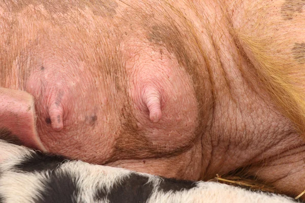 仔猪哺乳母亲躺在稻草上 — 图库照片