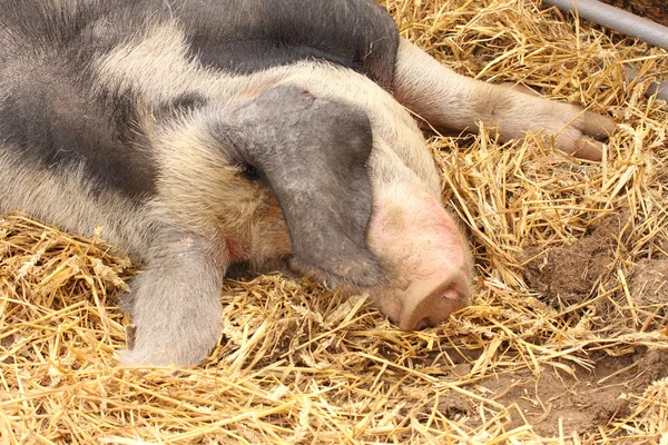 Närbild på en mycket stora grisen rosa och svart — Stockfoto
